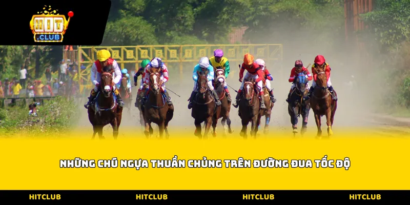 Những chú ngựa thuần chủng trên đường đua tốc độ